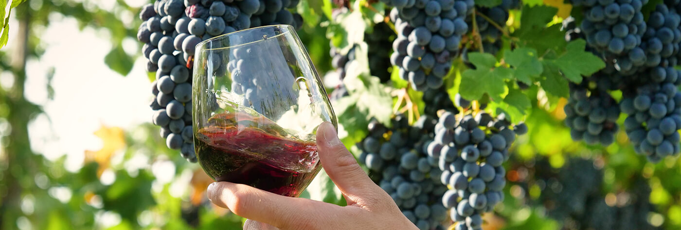 Présentation vin sur fond de vigne