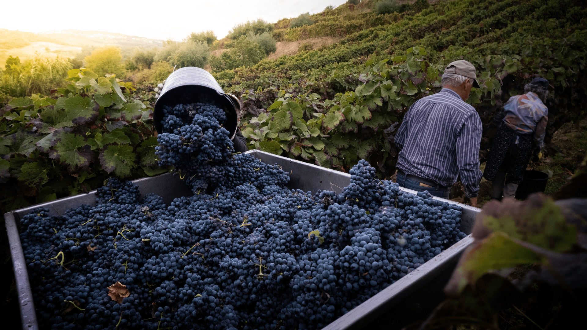 vendanges maison johanes boubee