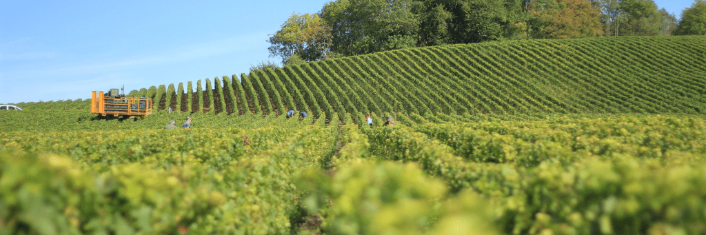 vendanges maison johanes boubée