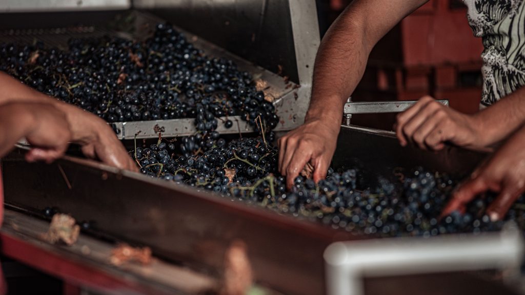 vendanges maison johanes boubée
