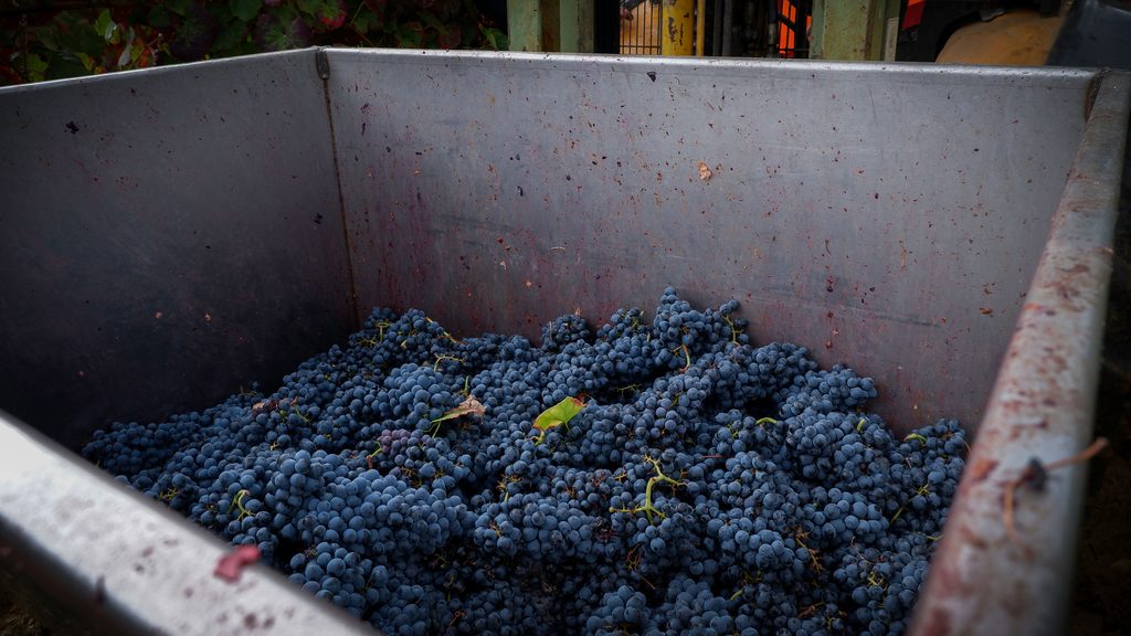 vendanges maison johanes boubée